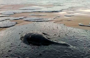 На Кубани ищут эффективную методику уборки мазута