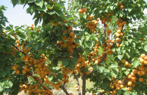 Препарат из Томска излечит абрикосы в Испании