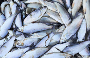 Тюменским ученым удалось скрестить пелядь с нельмой