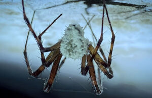 В Ирландии обнаружили неизвестный вид зомби-грибка