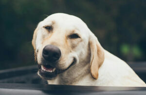 У людей и лабрадоров за ожирение отвечают одни и те же гены