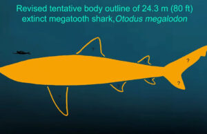 Судя по последним расчетам, мегалодон был крупнее, чем мы привыкли считать