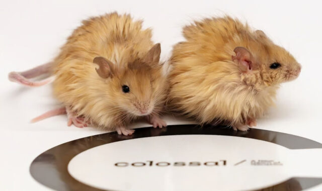 Создание шерстистой мыши приближает момент воскрешения мамонтов