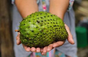 Ядовитое «сметанное яблоко» из Южной Америки претендует на звание нового суперфуда