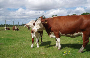 Российская биолаборатория собирается клонировать быка-производителя