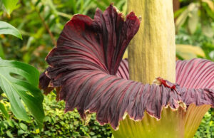 Уникальный и загадочный трупный цветок может исчезнуть навсегда