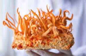 Модифицированный грибок кордицепс в 40 раз эффективнее борется с раковыми клетками