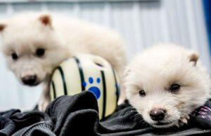 Компания Colossal Biosciences воскресила давно вымерших ужасных волков