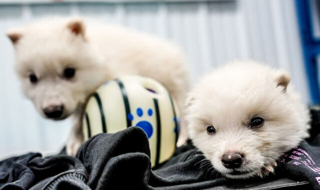 Компания Colossal Biosciences воскресила давно вымерших ужасных волков