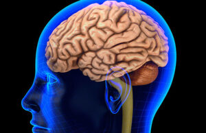 В Новосибирске придумали, чем заменить твердую мозговую оболочку