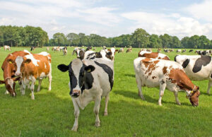 В Свердловской области предложили нейростимуляцию мозга коров для повышения удоя