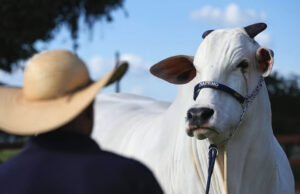Бразильские «супер-коровы» могут стать доминирующей породой на планете