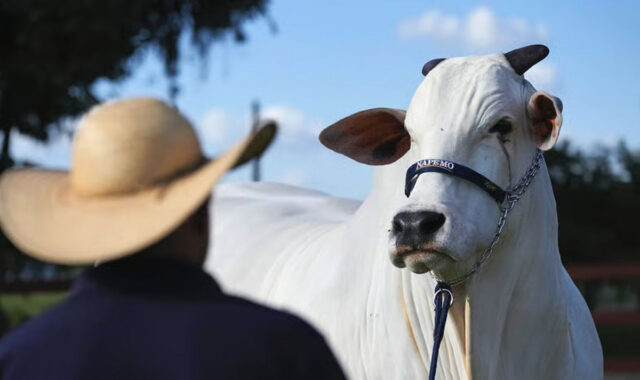 Бразильские «супер-коровы» могут стать доминирующей породой на планете