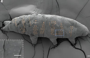 Ученые сделали татуировки тихоходкам для испытания новой технологии