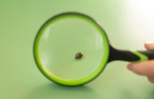 Самый древний человеческий паразит донимает людей уже 60 000 лет