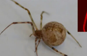 Генномодифицированные пауки научились плести красный светящийся шелк