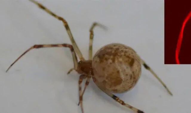 Генномодифицированные пауки научились плести красный светящийся шелк