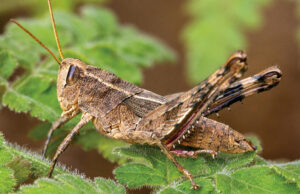 Живое ископаемое : в Кабо-Верде нашли кузнечика Монте-Гордо, который считался вымершим 40 лет назад