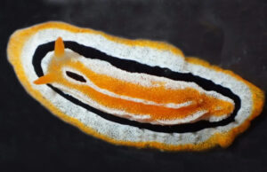 В Индонезии обнаружены два забавных вида морских слизней, похожих на яичницу