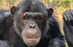 Дикие шимпанзе выпивают по одному эквиваленту литра пива в день