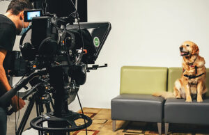 Виртуальные собаки-терапевты оказались на удивление эффективным средством от стресса