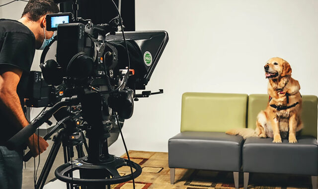 Виртуальные собаки-терапевты оказались на удивление эффективным средством от стресса