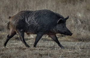 В Калифорнии бьют тревогу из-за обнаружения диких кабанов с синим мясом