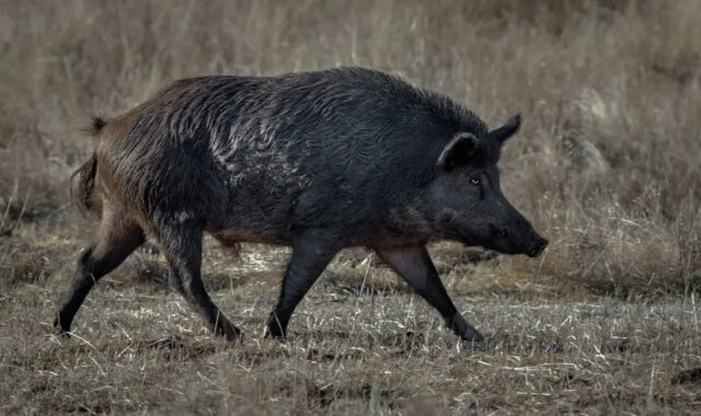 В Калифорнии бьют тревогу из-за обнаружения диких кабанов с синим мясом