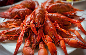 На Дону собираются разводить австралийских красноклешневых раков