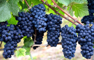 В «Абра-Дюрсо» научились получать антиоксидант из виноградных косточек