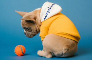 У собак может формироваться настоящая зависимость от любимых игрушек