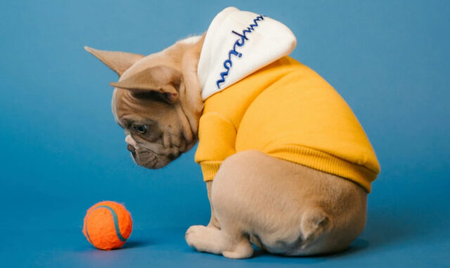 У собак может формироваться настоящая зависимость от любимых игрушек