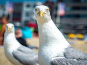 Отборная ругань не даст чайкам воровать еду у людей