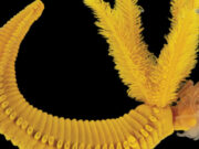 Ученые обнаружили второе в мире существо, которое использует яд в качестве брони