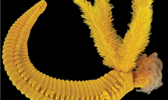 Ученые обнаружили второе в мире существо, которое использует яд в качестве брони