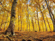 Ученые посчитали, сколько листьев опало в лесах Дальнего Востока