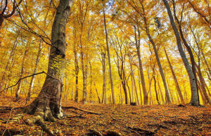 Ученые посчитали, сколько листьев опало в лесах Дальнего Востока