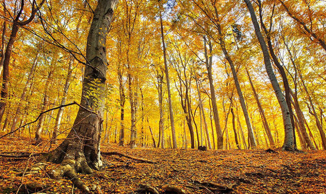 Ученые посчитали, сколько листьев опало в лесах Дальнего Востока