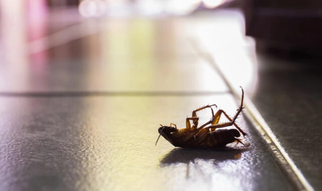 Тараканы выделяют опасные вещества, которые загрязняют воздух помещений