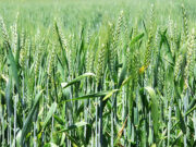 В Казани придумали, как улучшить урожайность озимых сортов пшеницы