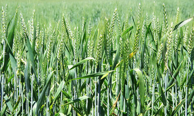 В Казани придумали, как улучшить урожайность озимых сортов пшеницы