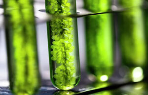 В ТулГУ удалось создать саморазлагающийся пластик из растений