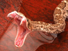 Слоу-мо видео в деталях показывает технику укуса разных ядовитых змей