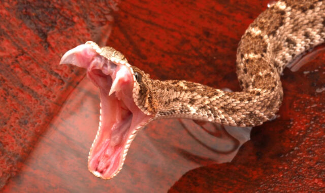 Слоу-мо видео в деталях показывает технику укуса разных ядовитых змей