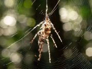 Ради выживания пауки-кругопряды создают из паутины собственных гигантских двойников