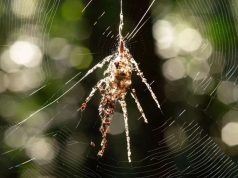 Ради выживания пауки-кругопряды создают из паутины собственных гигантских двойников