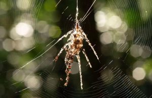 Ради выживания пауки-кругопряды создают из паутины собственных гигантских двойников