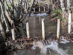 Бобровые плотины оказались идеальным инструментом для контроля за климатом северных регионов