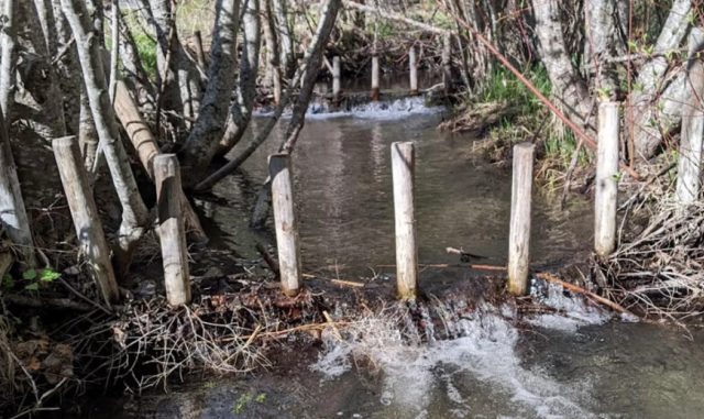 Бобровые плотины оказались идеальным инструментом для контроля за климатом северных регионов