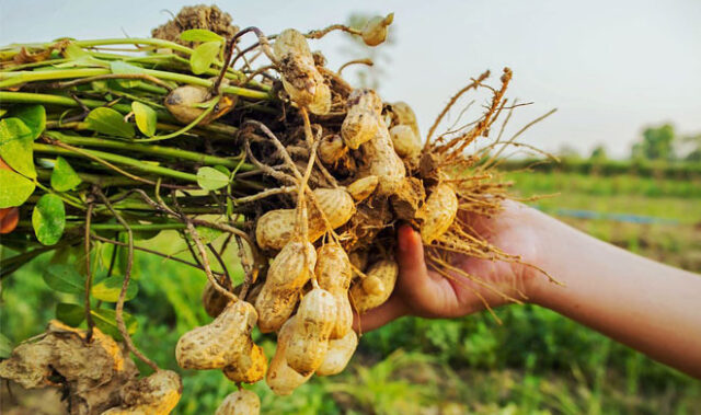 В России вывели новые сорта арахиса, чтобы уйти от его импорта